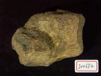 藏品(碎骨一塊)的圖片